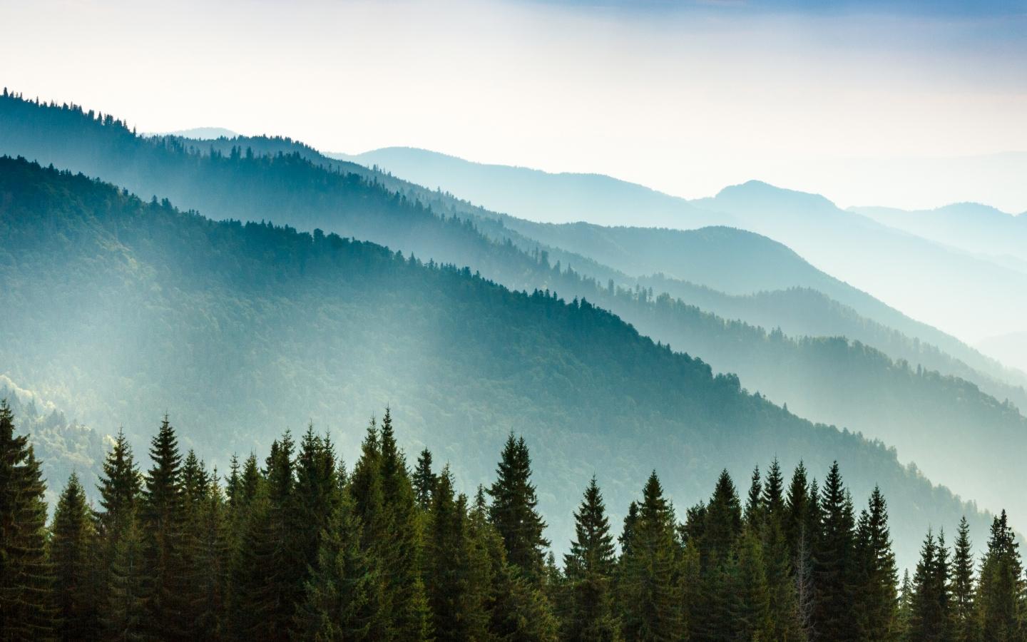 Forest and mountains